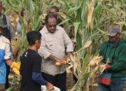 Peduli Pertanian, Bupati PG Blusukan Dan Turut Serta Panen Jagung Bersama Petani Dusun Tuwi