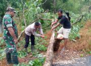Anggota Polsek dan Koramil Kandangserang Evakuasi Pohon Tumbang
