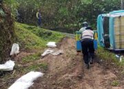 Truk Pengangkut Pupuk Terguling di Jalan Raya Doro-Petungkriyono, Muatan Pupuk Tumpah Tersebar di Jalanan