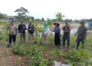 Pasiter Kodim 0620/Kab.Cirebon bersama Dinas Pertanian dan DLH Tanam Ratusan bibit Pohon di Embung Wanayasa