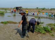 Kepala Desa Pegagan lor langsung memimpin warganya kerja bakti Keruk Irigasi muara sungai Alur laut