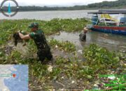 Anggota TNI Satgas Citarum Sektor 12 Bersihkan Gulma Eceng Gondok