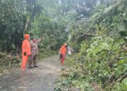 Pohon Tumbang Tutup Akses Jalan Raya di Petungkriyono