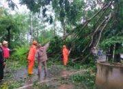 Pohon Tumbang Tutup Akses Jalan, Polisi dan Instansi Terkait Gerak Cepat Lakukan Evakuasi