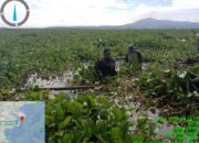 Satgas Citarum Harum Sektor 12 Gencar Bersihkan Hamparan Eceng Gondok di Waduk Cirata