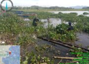 Satgas Citarum Harum Sektor 12 Kembali Angkat Hamparan Gulma Eceng Gondok di Waduk Cirata