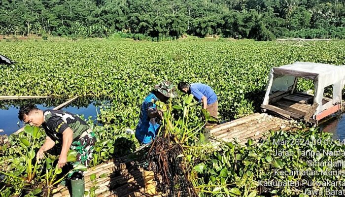 Satgas Citarum Harum Sektor 12 Sub 2 Maniis Gencar Bersihkan Gulma Eceng Gondok