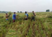 Babinsa Kodim 0620/Kabupaten Cirebon Turun ke Sawah Bantu Panen Padi Warganya