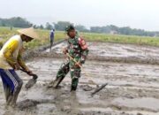 Dukung Hanpangan Babinsa Koramil 0620-17/Ciwaringin Bantu Bersihkan Gulma dan Garap lahan Petani