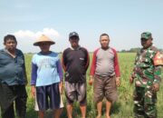 Tingkatkan Sinergitas Dengan Warga Binaannya, Babinsa Koramil 0620-20/ Gegesik Bantu petani bersihkan Gulma