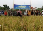 Dukung Program Hanpangan, Kodim 0620/Kab Cirebon Lakukan Panen