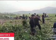 Satgas Citarum Harum Sektor 12 Subsektor 5 Ciranjang Kembali Bersihkan Hamparan Gulma Eceng Gondok