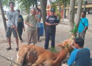 SMA Negeri Satu Blanakan Adakan Pemotongan Kurban Sapi Dan Domba