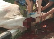 PWI Kabupaten Bogor melakukan penyembelihan Hewan Kurban 2 Sapi dan 6 Kambing.