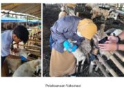 Dinas Perikanan Dan Peternakan Kabupaten Bogor Melakukan Pengawasan Hewan Dan Daging Qurban Sebelum Dan Sesudah Idul Adha 1445 H/2024.