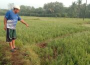 BPP Mande Sebut Tidak Ada Sawah Yang Terancam Gagal Panen, Faktanya 2 Hektar Sawah Milik Hada Diduga Terancam 