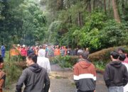 Hujan Deras di Wilayah Kajen Akibatkan Pohon Tumbang