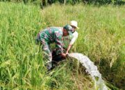 Babinsa Blender Lakukan Pendampingan Pertanian