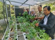 Kepala Desa Sambeng Kec.Gunungjati Panen Perdana Sayuran Capcai