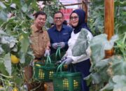 Kelompok Pembibitan Eco Agrotomation Binaan Bukit Asam Panen Perdana Melon Premium