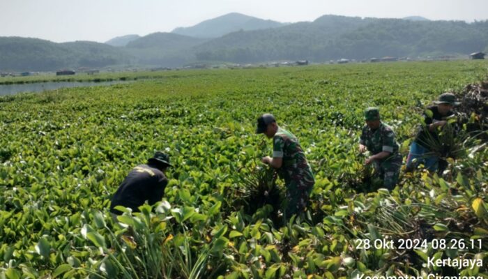 Jadikan Pupuk Organik, Satgas Citarum Harum Sektor 12 Angkat Gulma Eceng Gondok Di Dermaga Babakan Garut