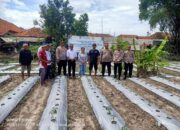 Dukung Swasembada pangan Gapoktan Desa Slangit dan PPL Dinas Pertanian Kab.Cirebon Gelar Demplot Cabe Merah, dan Padi hemat air.