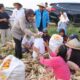 Polresta Cirebon Laksanakan Panen Jagung Ketahanan Pangan