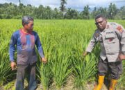 Dukung Swasembada Pangan, Polsek Arso Timur Sambang ke Poktan Ganja
