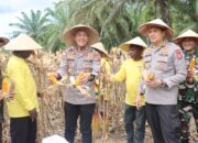 Polres Keerom Gelar Panen Raya Jagung Serentak Kuartal II