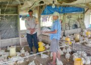 Dukung Ketahanan Pangan Nasional, Bhabinkamtibmas Polres Keerom Dampingi Peternak Ayam Potong