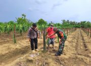 Aktif Dukung Ketahanan Pangan, Bhabinkamtibmas Polres Keerom Lakukan Pendampingan Kepada Petani