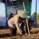 Dukung Program Ketahanan Pangan Nasional, Polresta Cirebon Gelar Penanaman Jagung Serentak