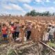 Dukung Ketahanan Pangan, Polsek Arso Hadiri Panen Jagung di Kampung Sanggaria