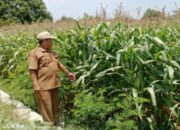 Walau Musim Kemarau Tanaman Jagung di Desa Cupang Cukup Membanggakan