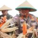 Polresta Cirebon Dukung Swasembada Pangan 2026, Panen Raya Jagung Serentak Hasilkan 3 Ton Jagung Pipil