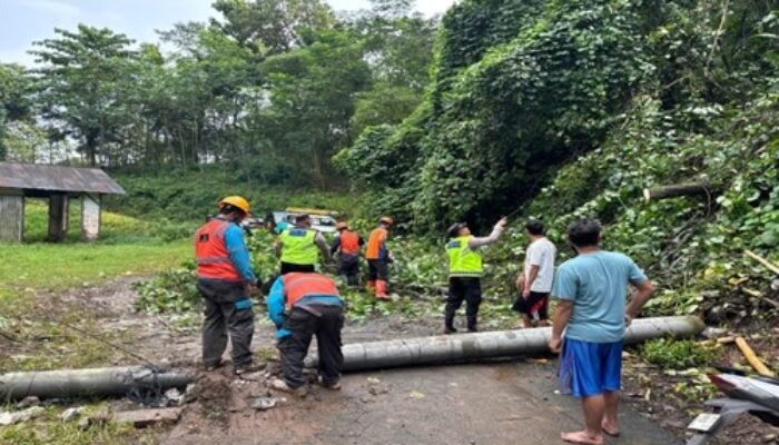 Polsek Kajen Gercep Tangani Gangguan Pohon Tumbang di Jalur PTPN