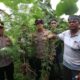 Komitmen Berantas Narkoba, Polres Keerom Temukan Ladang Ganja di Belakang Pemukiman Warga.