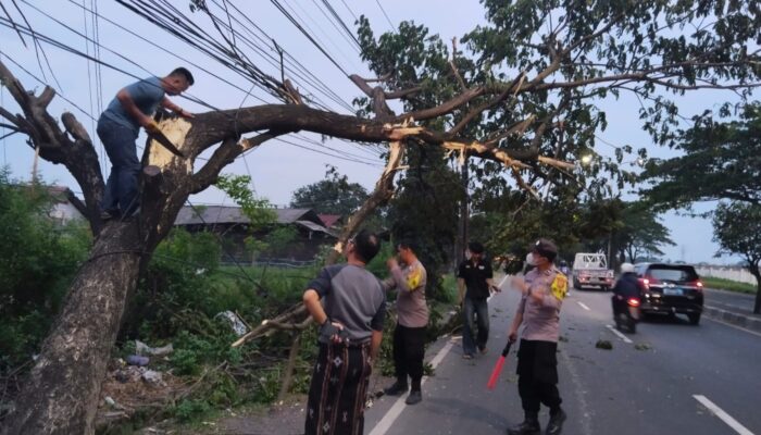 Gerak Cepat Polsek Mundu Evakuasi Pohon Tumbang di Jalur Pantura Citemu