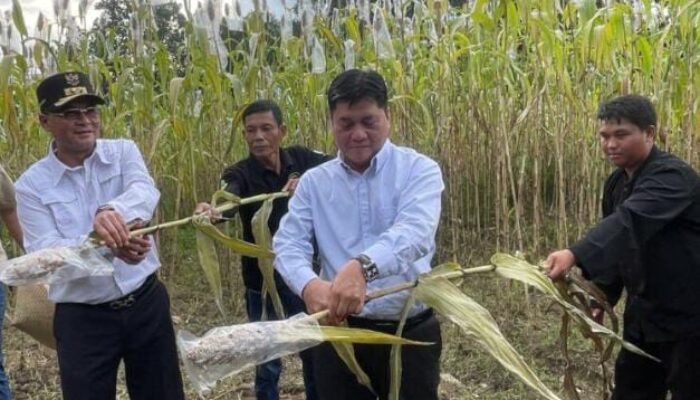 Distan Dukung Pengembangan Sorgum di Kabupaten Cirebon untuk Diversifikasi Pangan