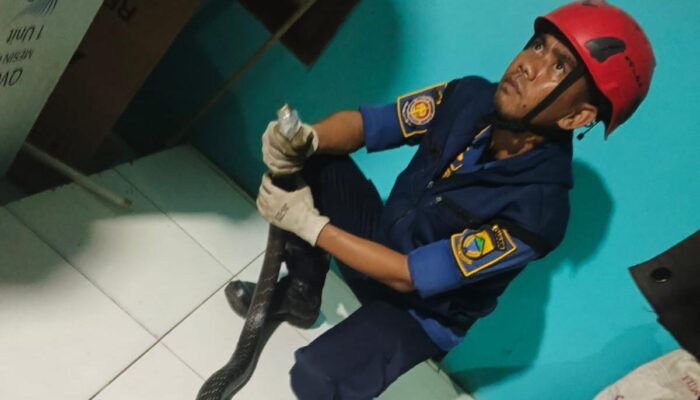 Ular King Cobra Berhasil Dievakuasi di Kp. Kiara Payung