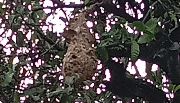 Petugas Pemadam Kebakaran Cianjur Evakuasi Sarang Tawon Vespa di Kampung Cijati – Cilaku