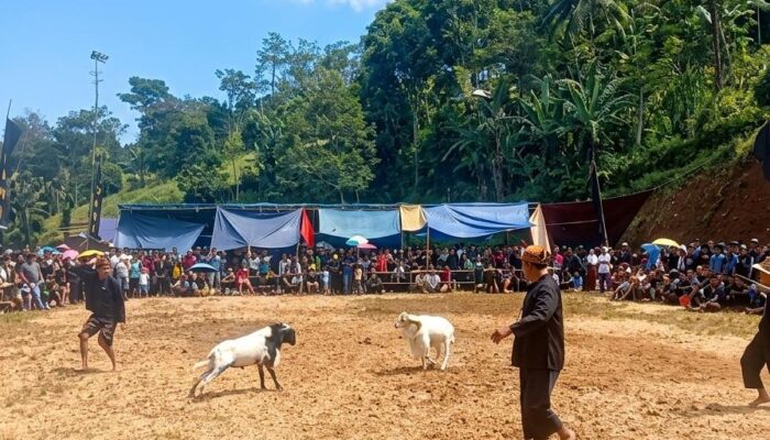 “Domba Garut Beraksi di Cianjur: Harga Naik, Ekonomi Warga Melejit