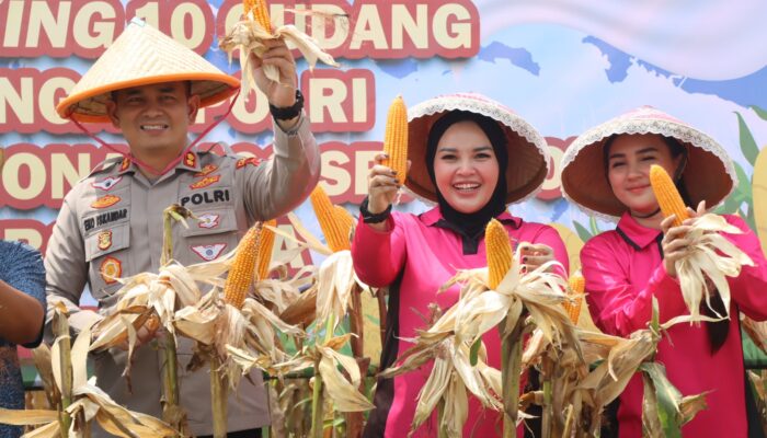 Panen Jagung di Waled Jadi Bukti Lahan Pertanian Cirebon Masih Produktif