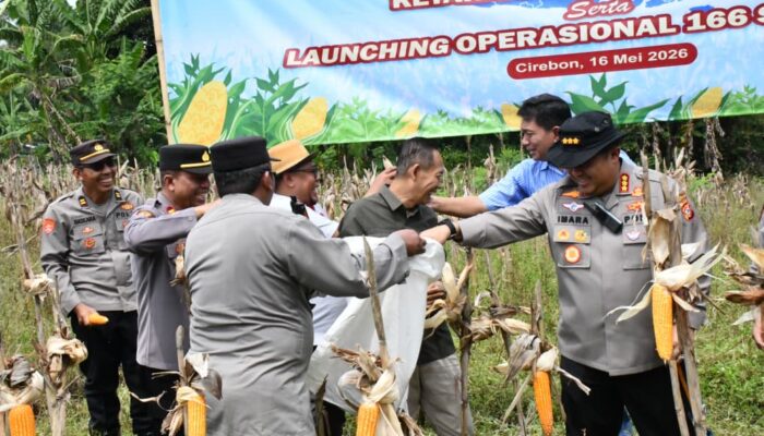 Sinergi Wujudkan Ketahanan Pangan, Polresta Cirebon Ikuti Panen Raya Jagung Serentak Bersama Presiden RI dan Kapolri