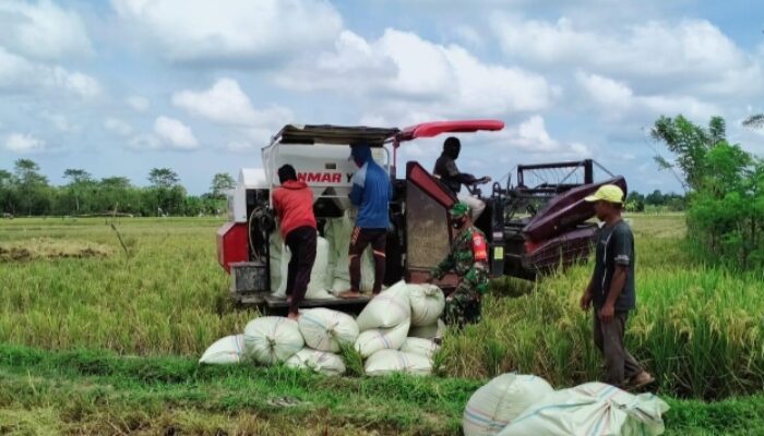 Mesin Combain bikin, Buruh Tani di Cirebon kehilangan Penghasilan Tambahan