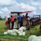 Mesin Combain bikin, Buruh Tani di Cirebon kehilangan Penghasilan Tambahan
