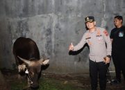 Sapi Kurban dari Kapolri Tiba di Kebonbaru, Kapolres Cirebon Kota Datang Langsung Melakukan Pengecekan