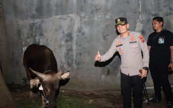 Sapi Kurban dari Kapolri Tiba di Kebonbaru, Kapolres Cirebon Kota Datang Langsung Melakukan Pengecekan