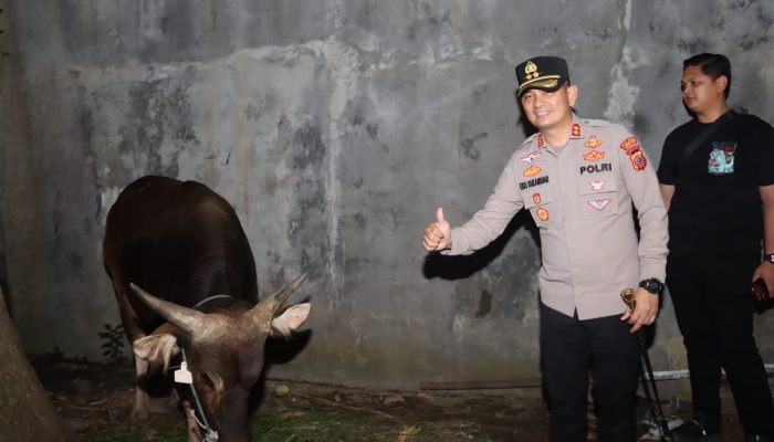 Sapi Kurban dari Kapolri Tiba di Kebonbaru, Kapolres Cirebon Kota Datang Langsung Melakukan Pengecekan