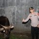 Sapi Kurban dari Kapolri Tiba di Kebonbaru, Kapolres Cirebon Kota Datang Langsung Melakukan Pengecekan